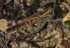 Calliptamus sp.